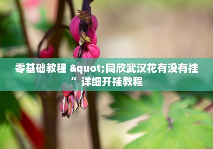 零基础教程 "同欣武汉花有没有挂	”详细开挂教程