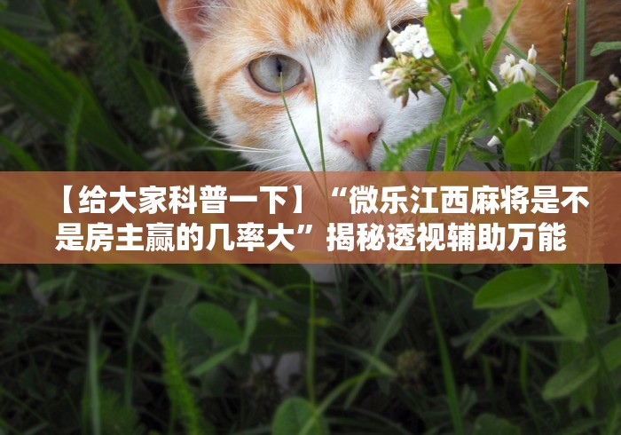 快速上手 "小吆捉老麻子可以开挂吗”掌握辅助功能必胜规则