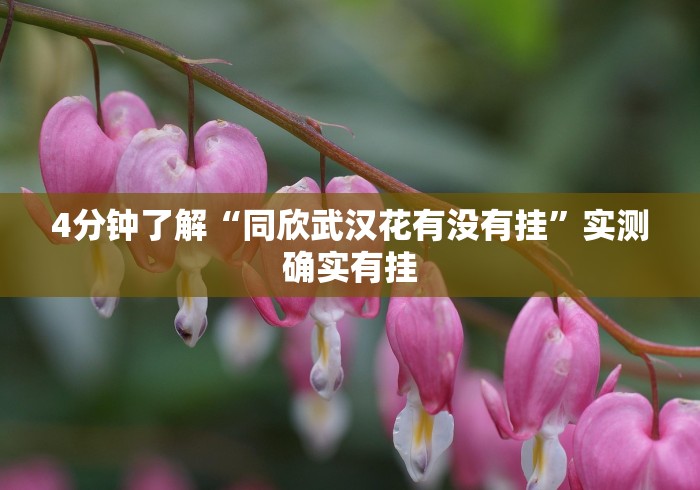 4分钟了解“同欣武汉花有没有挂”实测确实有挂