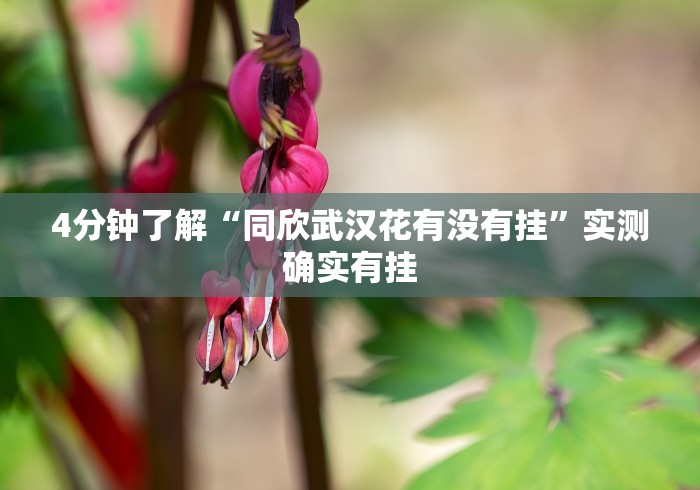 4分钟了解“同欣武汉花有没有挂	”实测确实有挂